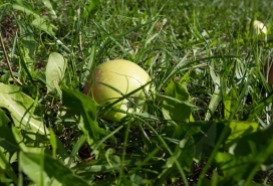 Ein Apfel - sogenanntes Fallobst - liegt in der Wiese im oberösterreichischen Mühlviertel. Foto: rubra