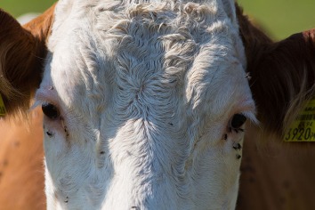 Eine Kuh auf einer Weide im oberösterreichischen Mühlviertel blickt in die Kamera.